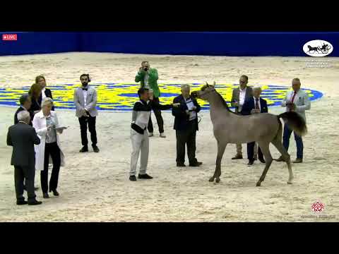 N 21 RAYYANAT AL BUSTAN   Dubai International Arabian Horse Championship 2022   Yearling Fillies Cla