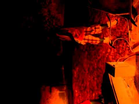 Curb boyz rocking out