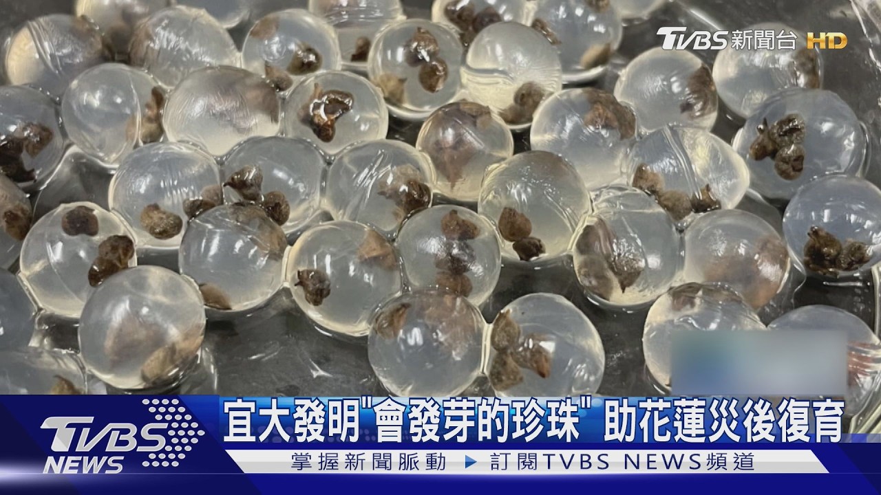 影音/宜大研發「會發芽的珍珠」!空投透明種子球 拯救災後裸露山林