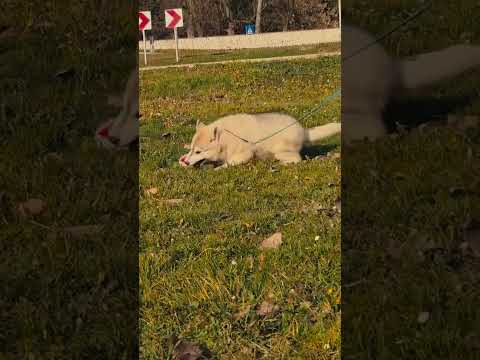 Siberian Husky puppy for sale