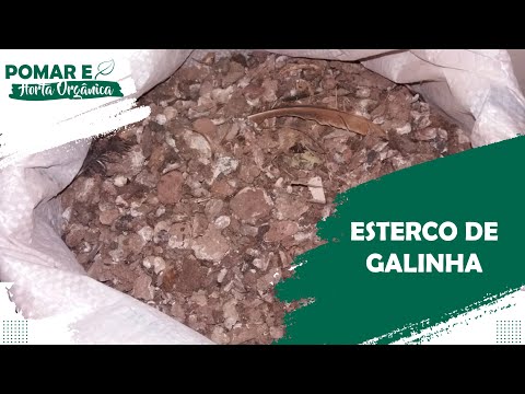 #Como curtir o Esterco de Galinha e fazer Chorume sem segredo.#