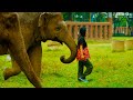 Woman Becomes Part Of Elephant Herd Wild Thailand BBC Earth