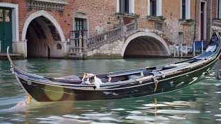 Come sail away with me #relaxingvideos #venice #italy #italycat #catitaly ##CatTok #fyp #trending