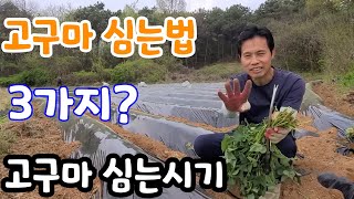 고구마 심는법! 물안주고 심는법  심는시기? 단자미 자색고구마