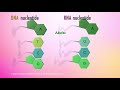 Nucleic Acid Animation