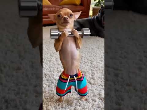 топ 6 приколов с животными 46