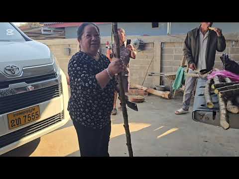 Zoo siab nej lo saib peb os niam ntxawm aw