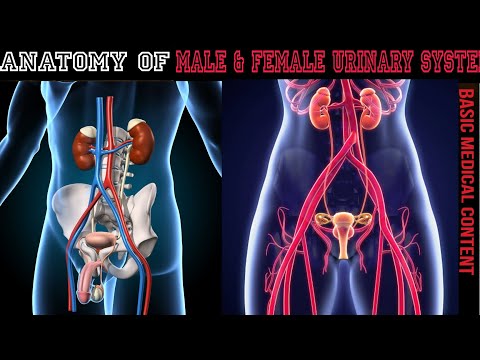Anatomy of Male & Female Urinary System