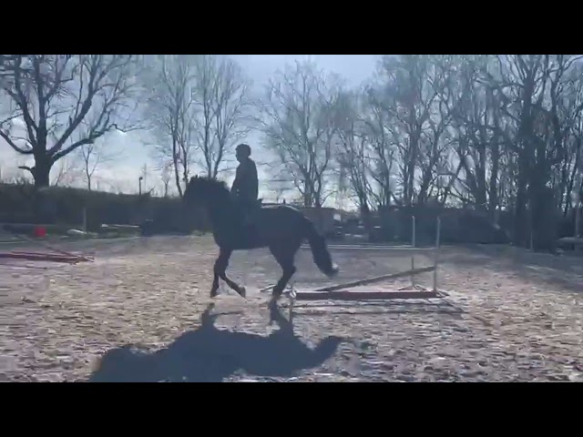 SKY Hongre KWPN - 2022 &mdash; 1,68 m