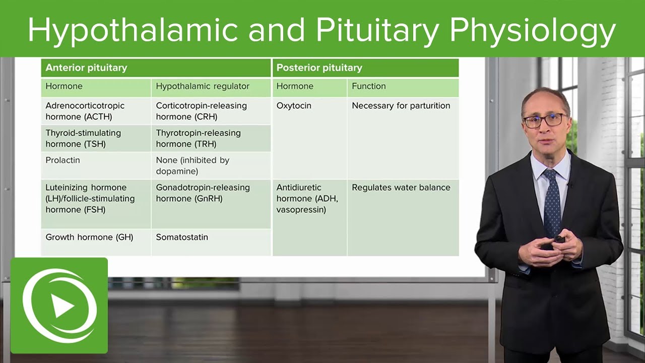 Review of Hypothalamic and Pituitary Physiology – Endocrinology | Lecturio - YouTube