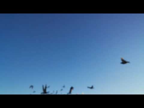 25-10-2025 : Suelta del CIP desde Cutral-Co, Neuquen