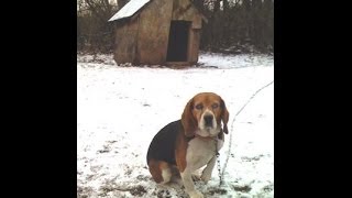 Dog On a 10 Foot Chain by Donna Hughes