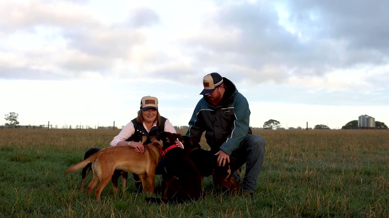 What do farmers feed their working dogs?