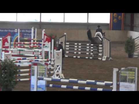 6 j. Holsteiner Stute von Cassini I-Quidam de Revel, 1.30m platziert