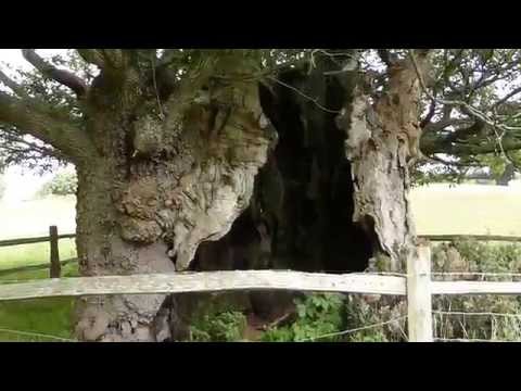 Queen Elisabeth Oak  - The third biggest Sessile Oak ever recorded -  Gömul hol Vetrareik