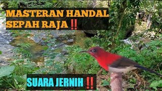Download lagu PANCINGAN / MASTERAN SEPAH RAJA AGAR CEPAT BUNYI GACOR‼️#masteranburung #kolibri #sepahraja mp3