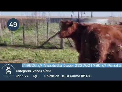 Lote VC C/ cria De la Garma Bs As