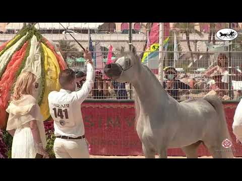 N 141 NEBRAS AL HAMAD   Mediterranean and Arab Countries AHC   Menton 2021   Colts 3 Years Old Class