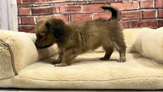 ハーフ犬の動画01