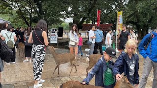 【世界でココだけの光景】鹿と鯉がみれ💝 まるで夢みたい外国人観光客は二重の喜び🦌🌸Nara Park ! nara japan day trip 🍀🫎✨