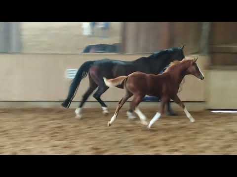 Hengstfohlen aus Dimaggio Black x De Niro