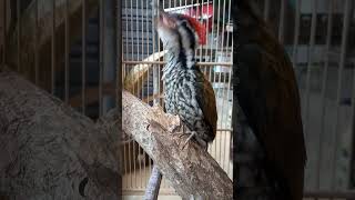 Download lagu pelatuk bawang gacor istimewa mp3