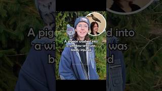 Download lagu Woman Rescues Injured Pigeon and Gives Him a Forever Home ❤️🕊️ mp3