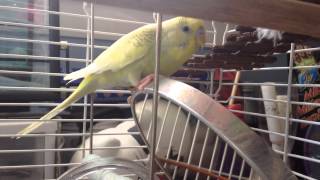 Captain Peekaboo - Silly Budgie