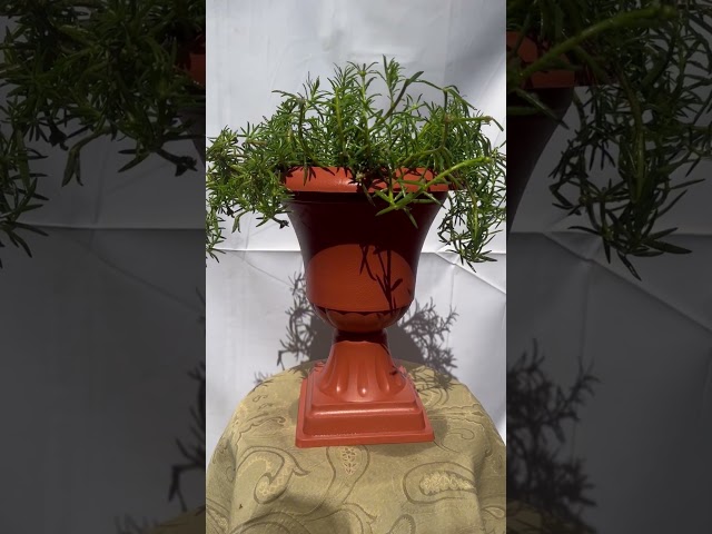 رجلة الزهور Portulaca grandiflora