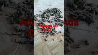 Download lagu Ada Gula Ada Semut. mp3