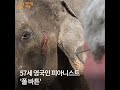 '[영상] 눈 먼 코끼리' 글에 포함된 동영상