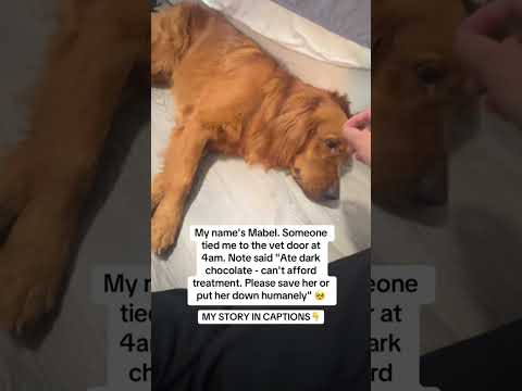 Dog poisoning emergency! The simple remedy most owners don’t know…