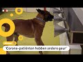Kunnen honden het corona-virus ruiken?