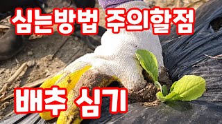 배추심기 심는방법 주의할점 상세 괴산절임배추 가을배추 김장배추 [배추재배방법]