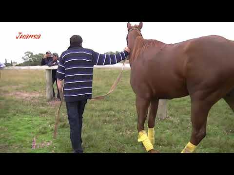Carreras de Caballos Pista Maria Paz (El Eucalipto) 05-05-24