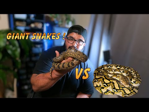 The Giant Green Anaconda vs Reticulated Python | Handicap Comparing the two Largest Species of Snake