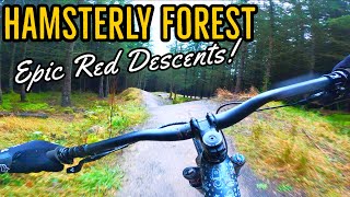 Hamsterly Forest Red Trail