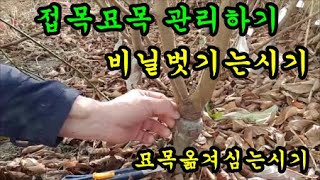 자두 복숭아접목묘관리하기 접목묘비닐벗기는시기 개심자연형수형 만드는기간 묘목옮겨심는시기