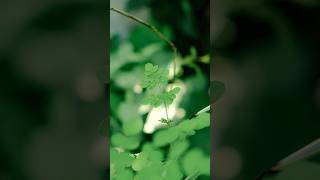 Download lagu 🌿Daun Kelor : Superfood yang Tumbuh di Sekitar Kita | Moringa oleifera mp3