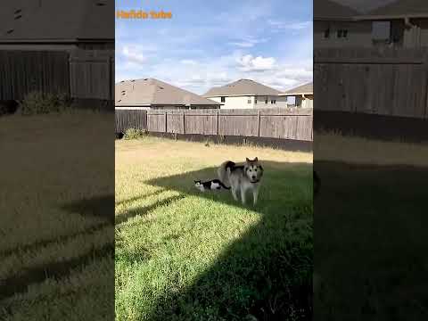 dog#funny #cat#pete#animals #shorts