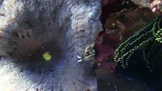 Download lagu 20160724 船帆石外獨立礁 潛水 mp3