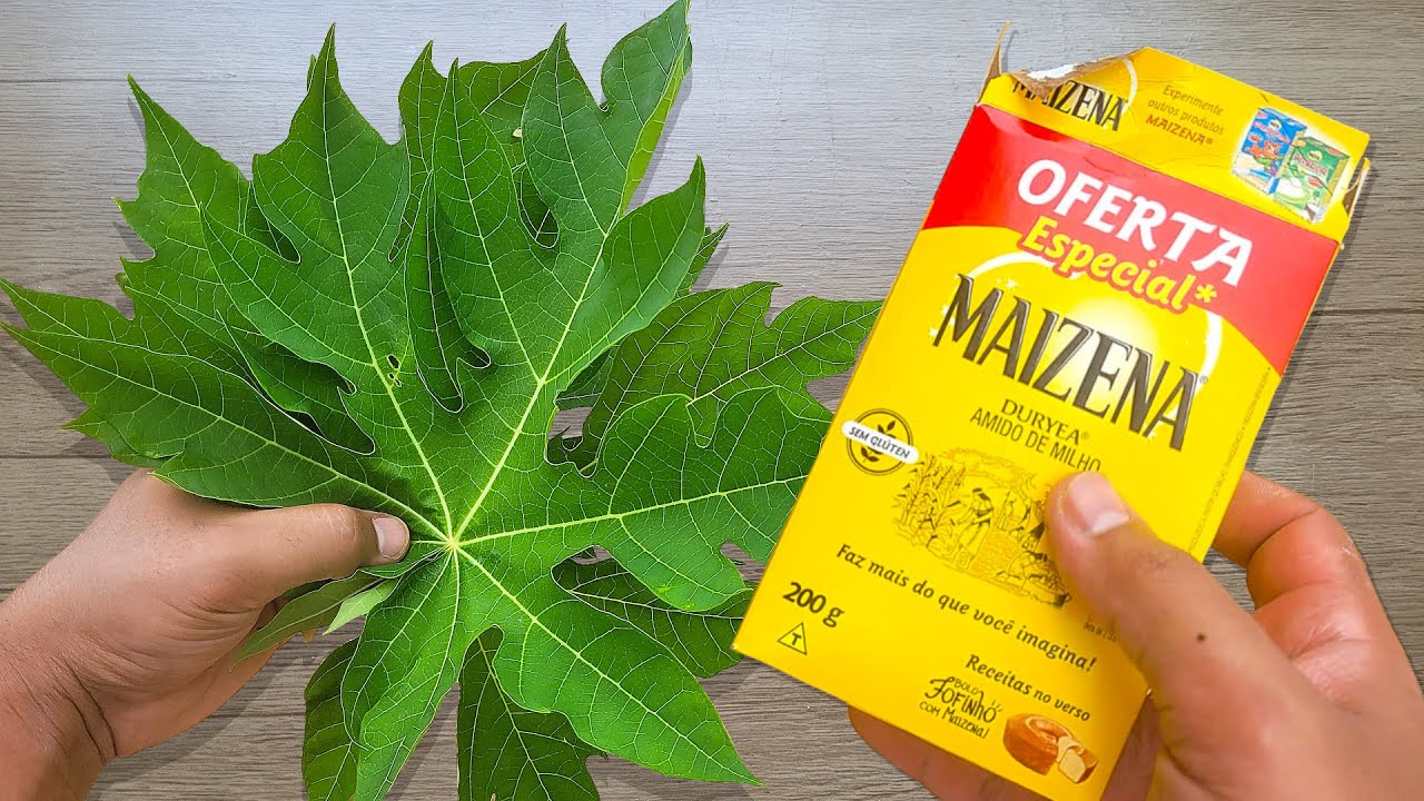 É só bater FOLHA DE MAMÃO com MAIZENA e não precisa mais comprar no mercado