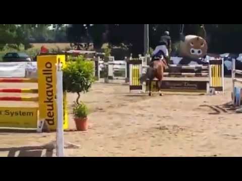 7 years old mare  Quite Easy X animo