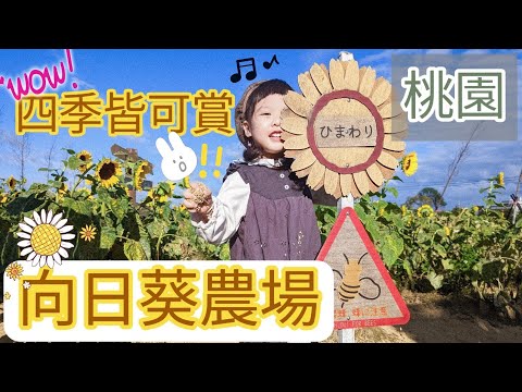 , title : '原來向日葵不是只有夏天！！【台湾生活】兔子加糖Vlog'
