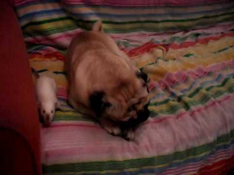 Keilan y Fito (Rat and Dog) (Rata y Perro)