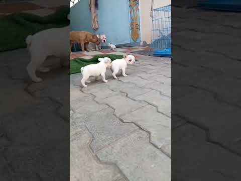 bhai fight 🤣🤣😜