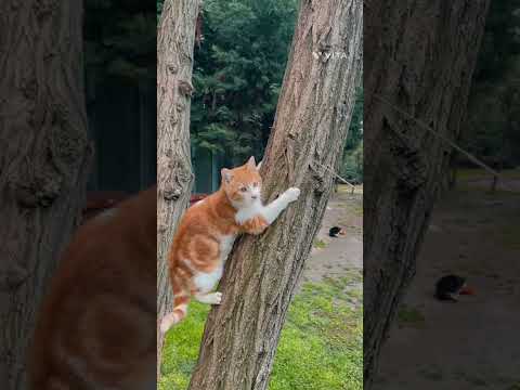 Baby Cats - Cute and Funny Cat Videos Compilation #1/@jass801