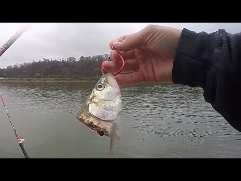 Using Skipjack Heads To Catch GIANT Catfish (Ft. Fishing with Billy)