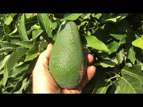 LITTLECDO AKA WURTZ AVOCADO