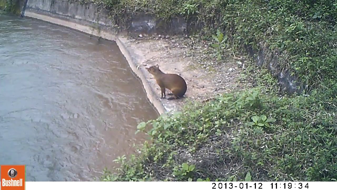 Agutí (Dasyprocta punctata) tomando agua